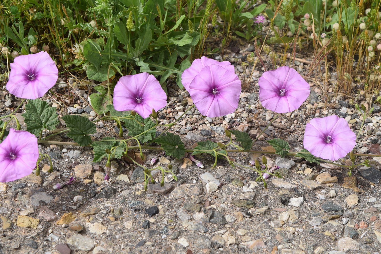 Convolvulus stachydifolius Choisy.